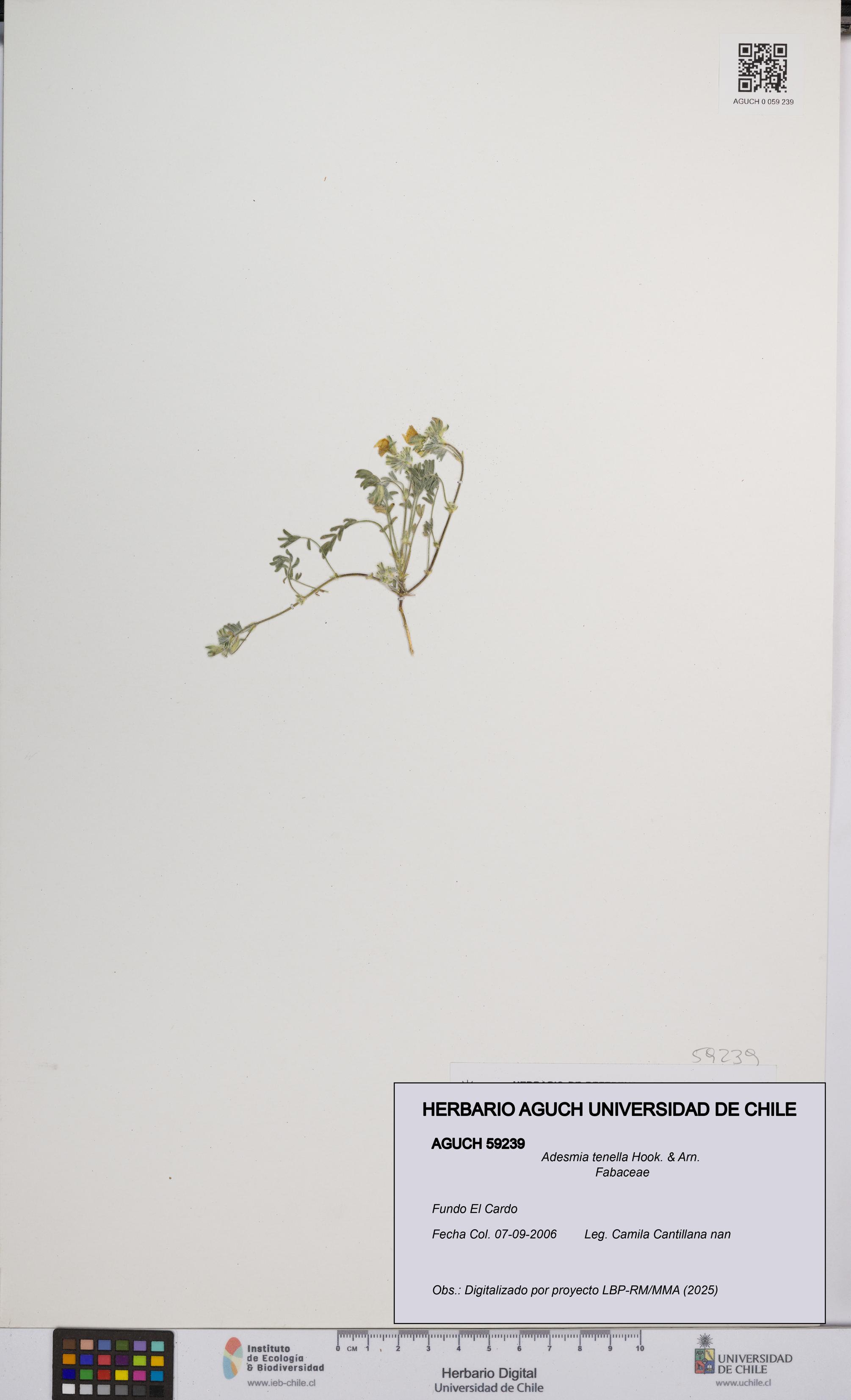 Adesmia tenella [Espécimen: UCH:AGUCH:0059239]