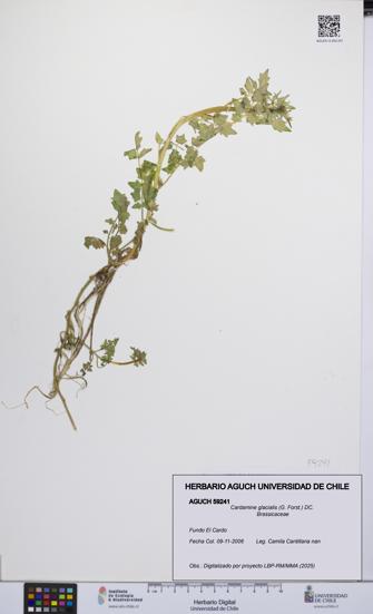 Cardamine glacialis [Espécimen: UCH:AGUCH:0059241]