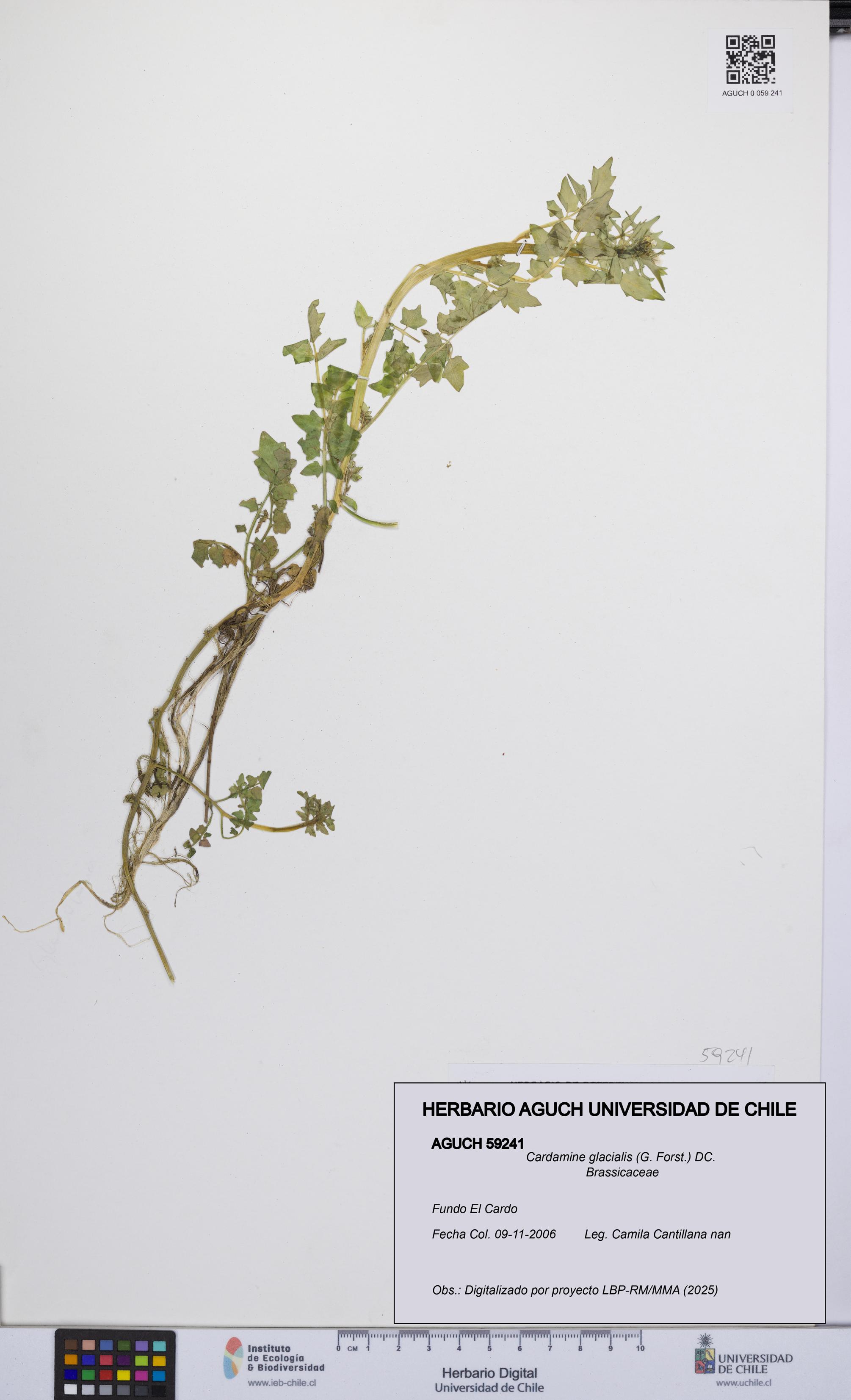 Cardamine glacialis [Espécimen: UCH:AGUCH:0059241]