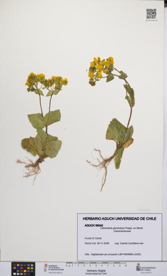 Calceolaria glandulosa [Espécimen: UCH:AGUCH:0059242]