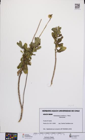 Haplopappus velutinus [Espécimen: UCH:AGUCH:0059249]