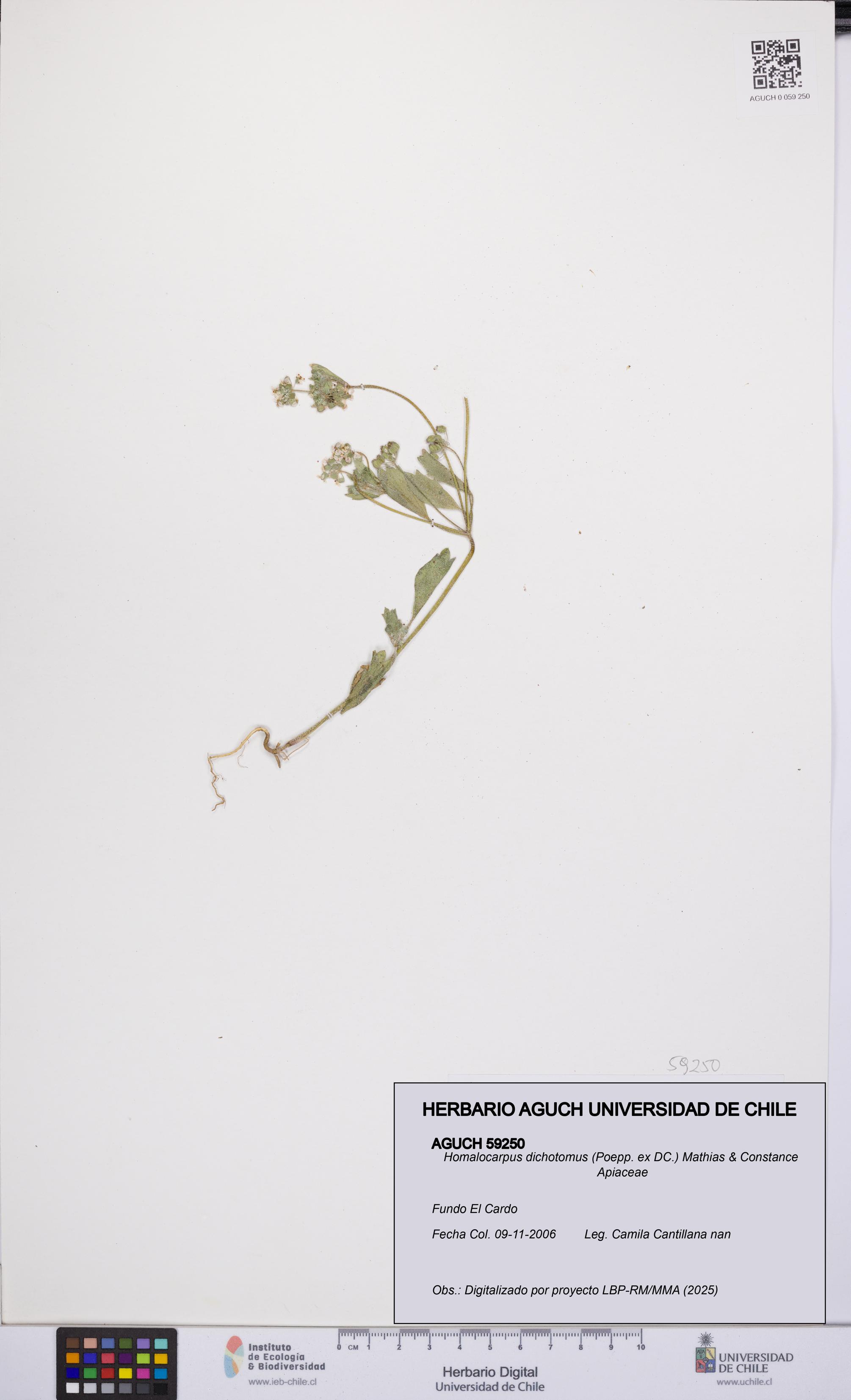 Homalocarpus dichotomus [Espécimen: UCH:AGUCH:0059250]