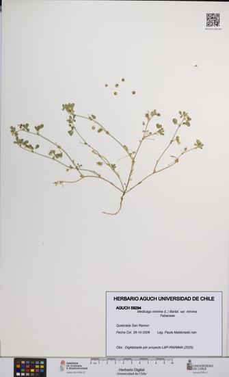 Medicago minima var. minima [Espécimen: ]
