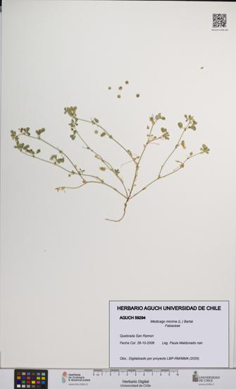 Medicago minima [Espécimen: UCH:AGUCH:0059294]