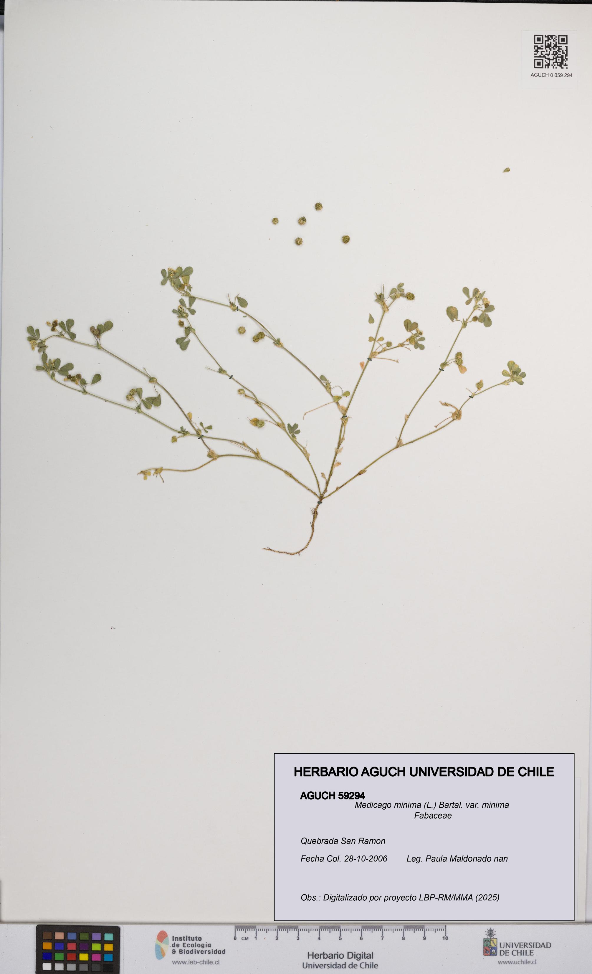 Medicago minima var. minima [Espécimen: ]