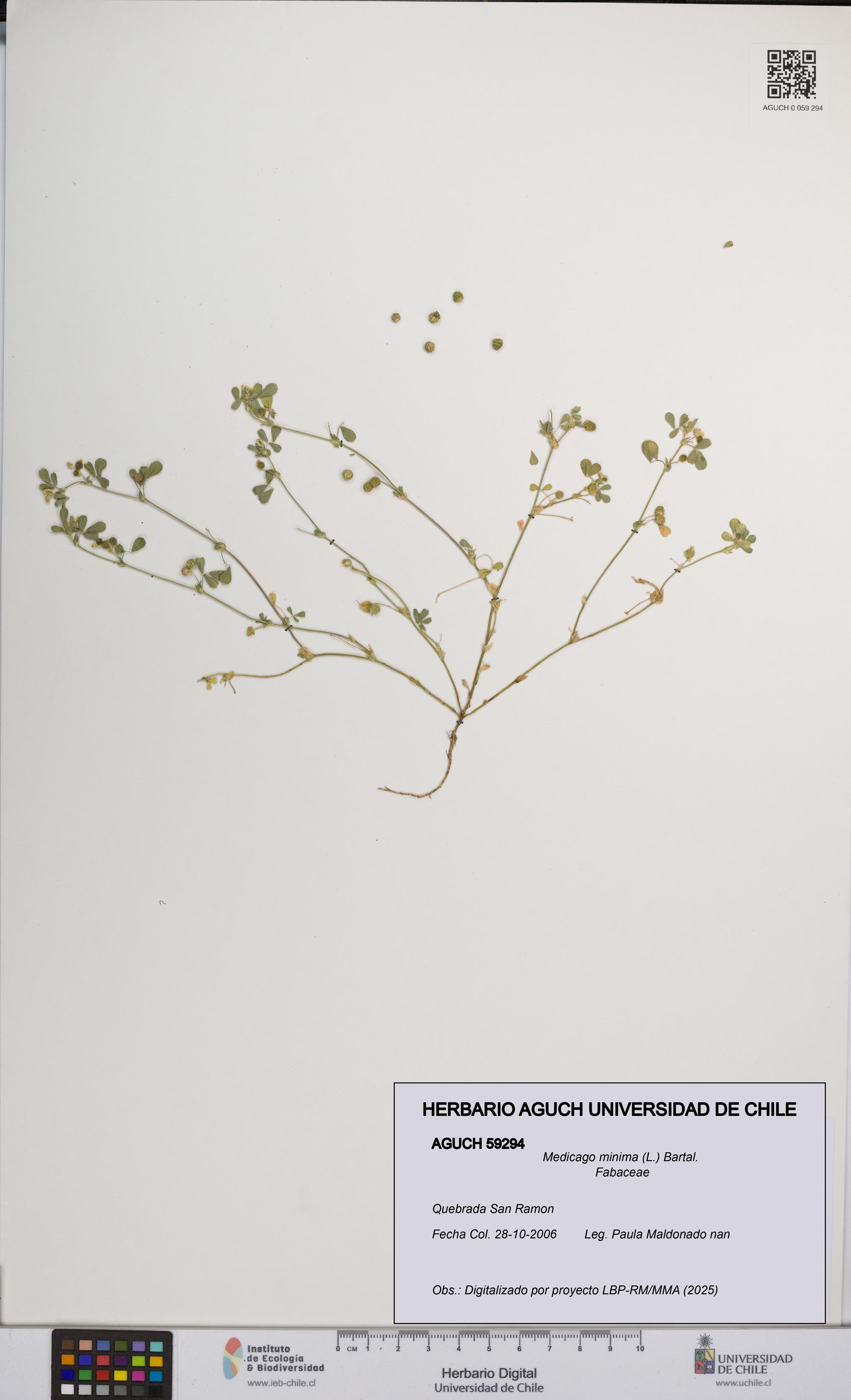 Medicago minima [Espécimen: UCH:AGUCH:0059294]