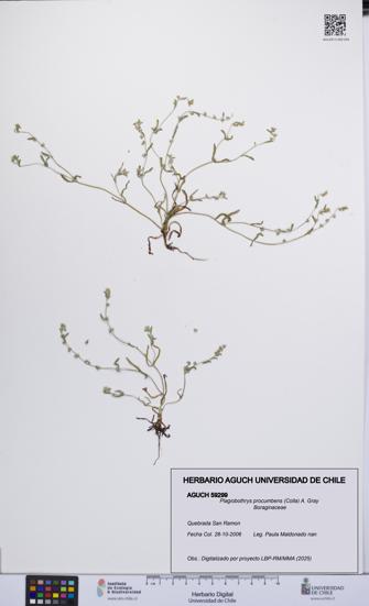 Plagiobothrys procumbens [Espécimen: UCH:AGUCH:0059299]