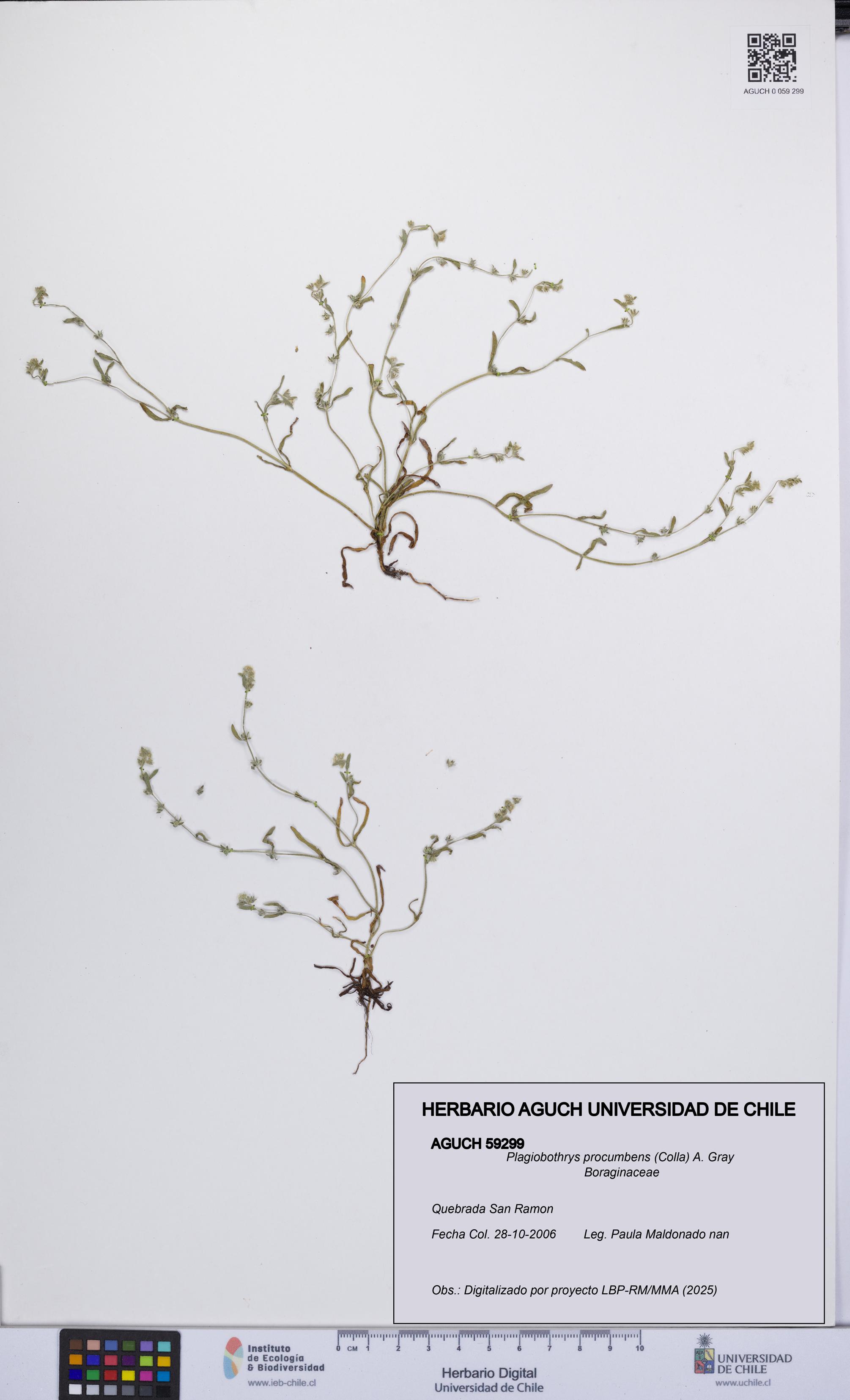 Plagiobothrys procumbens [Espécimen: UCH:AGUCH:0059299]