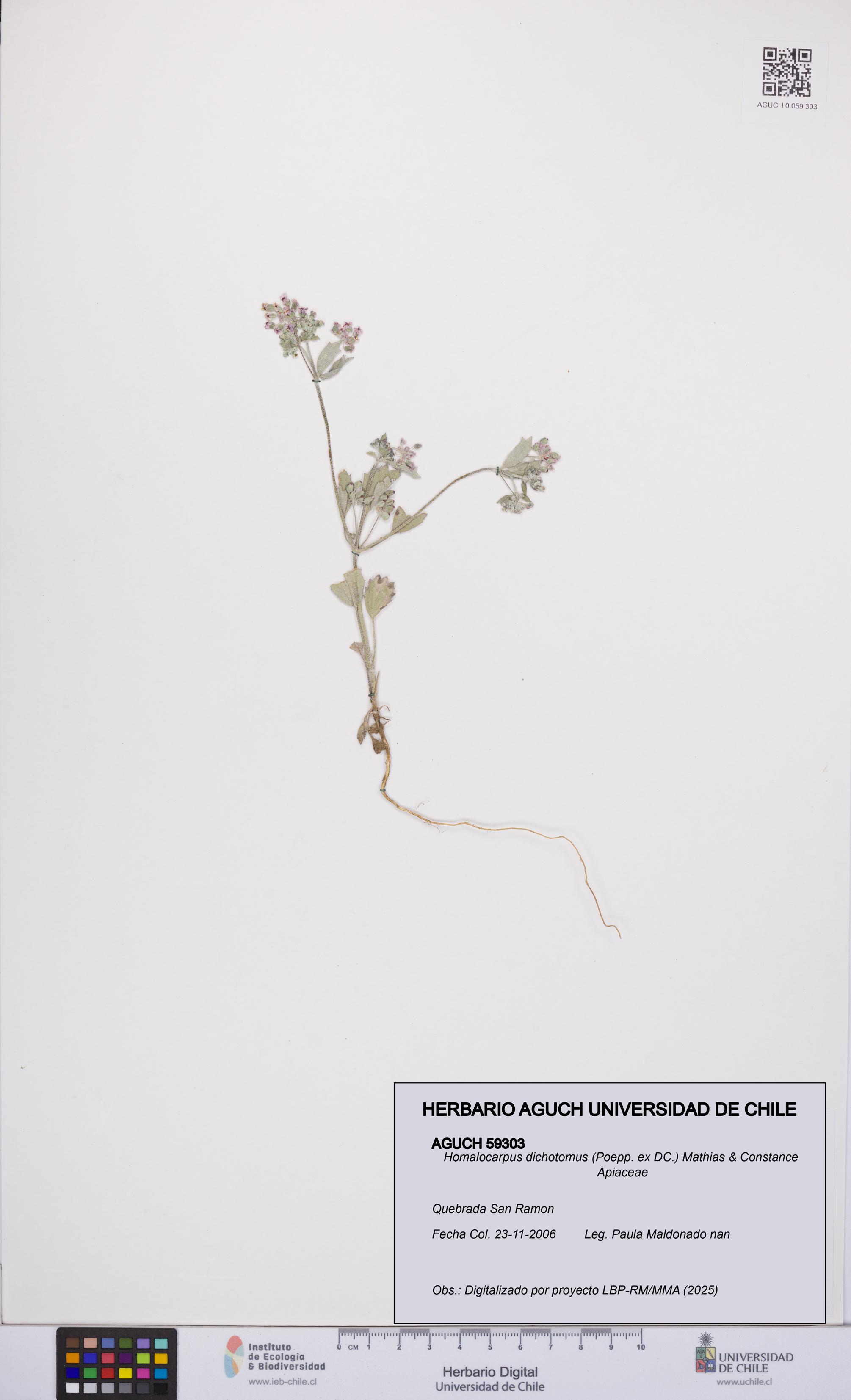 Homalocarpus dichotomus [Espécimen: UCH:AGUCH:0059303]