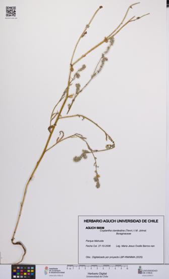 Cryptantha clandestina [Espécimen: UCH:AGUCH:0059339]