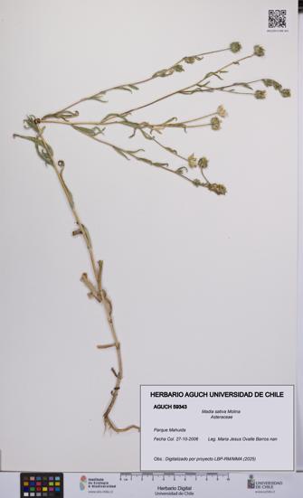 Madia sativa [Espécimen: UCH:AGUCH:0059343]