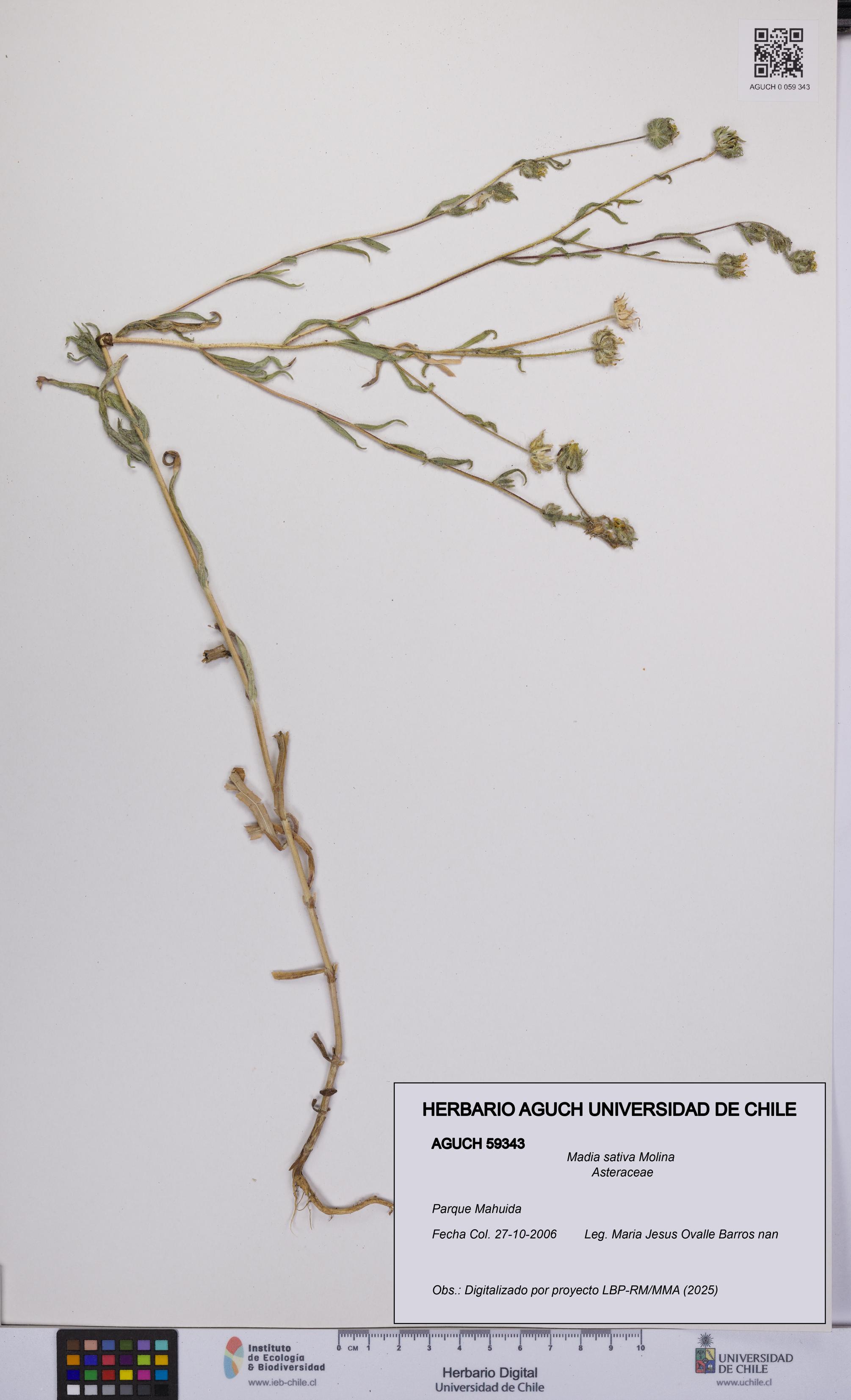 Madia sativa [Espécimen: UCH:AGUCH:0059343]