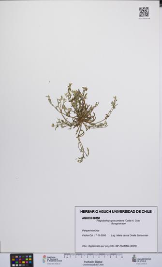 Plagiobothrys procumbens [Espécimen: UCH:AGUCH:0059356]