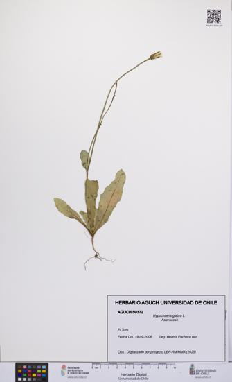 Hypochaeris glabra [Espécimen: UCH:AGUCH:0059372]