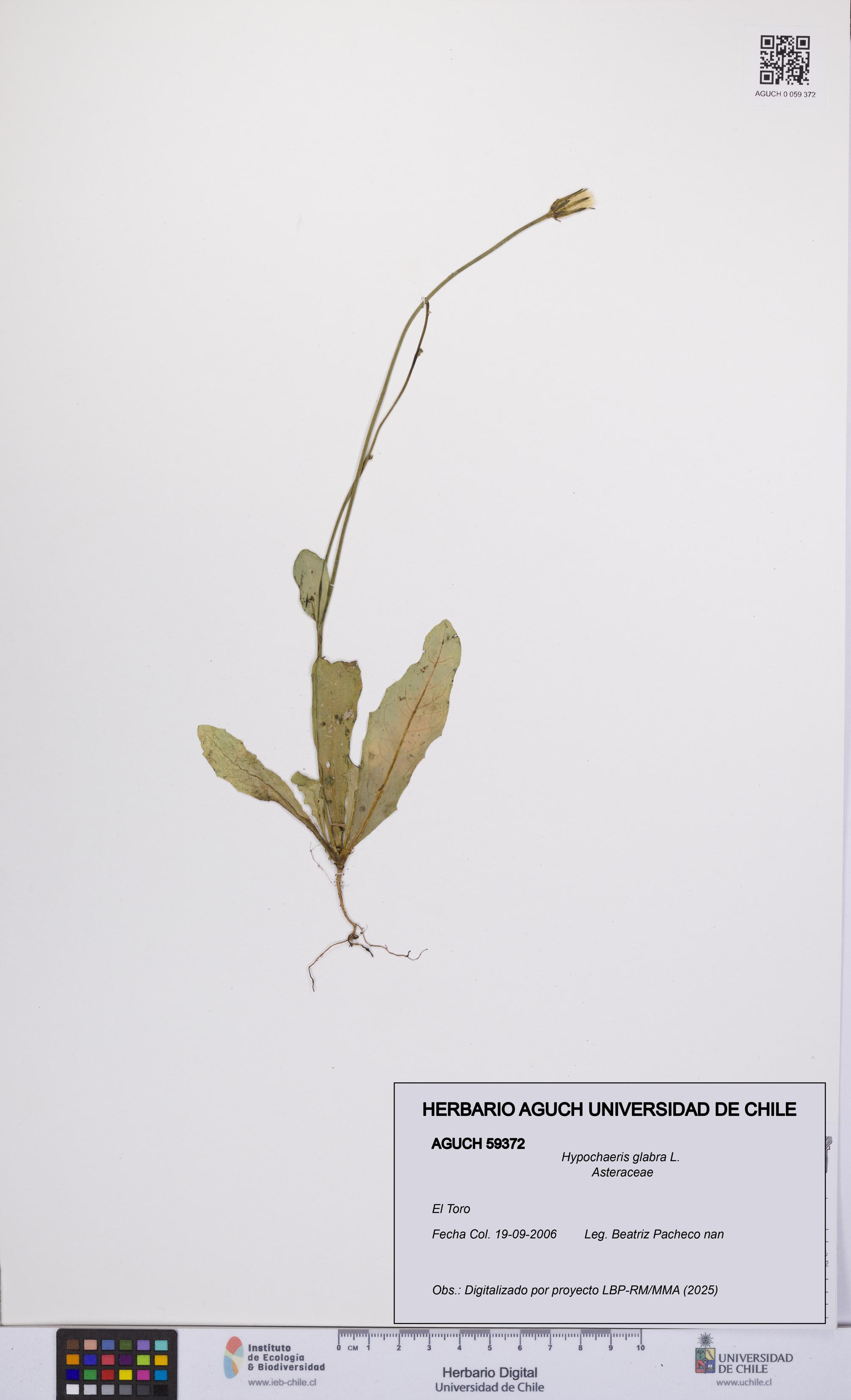 Hypochaeris glabra [Espécimen: UCH:AGUCH:0059372]