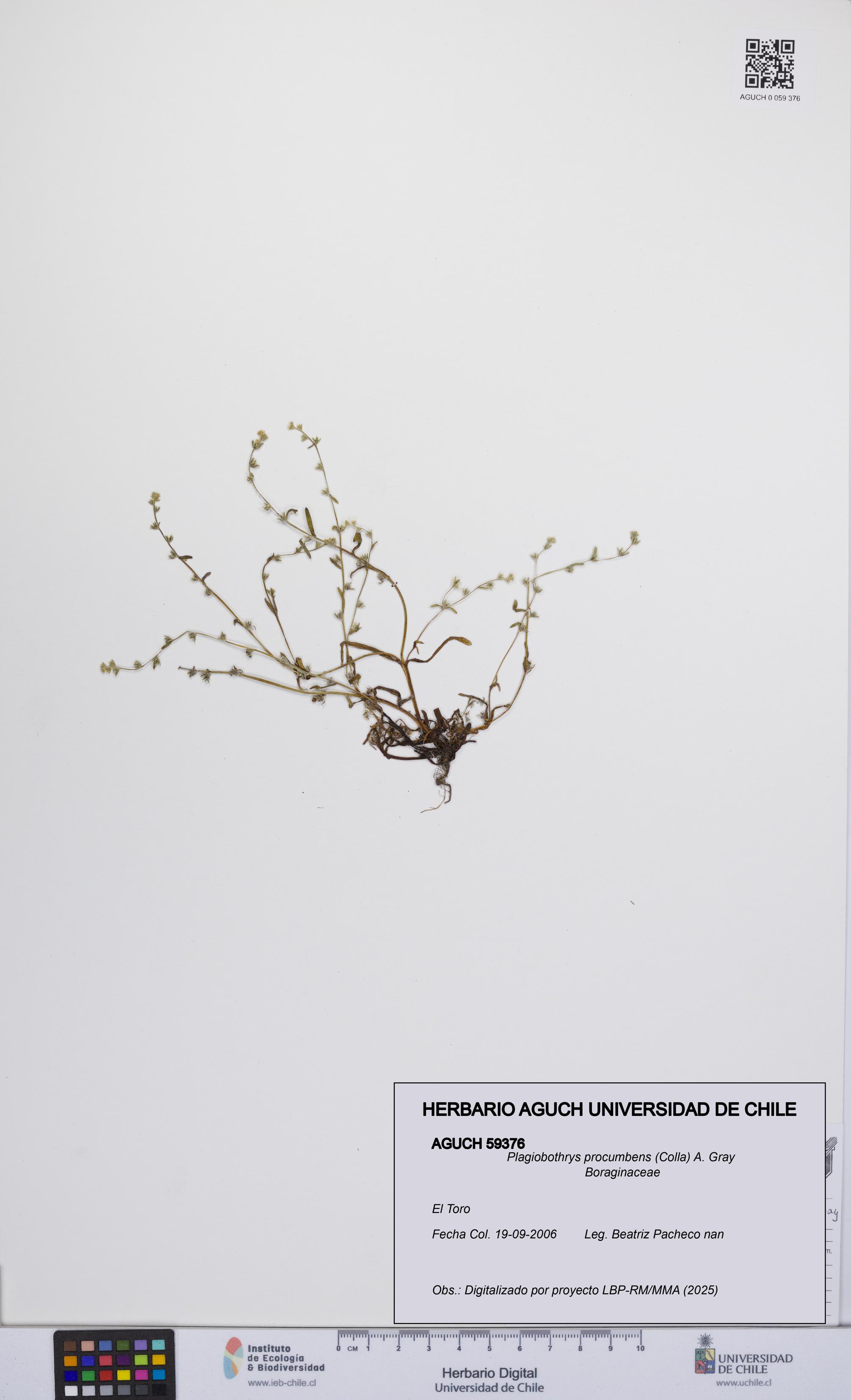Plagiobothrys procumbens [Espécimen: UCH:AGUCH:0059376]