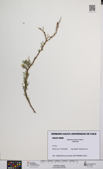 Adesmia confusa [Espécimen: UCH:AGUCH:0059385]
