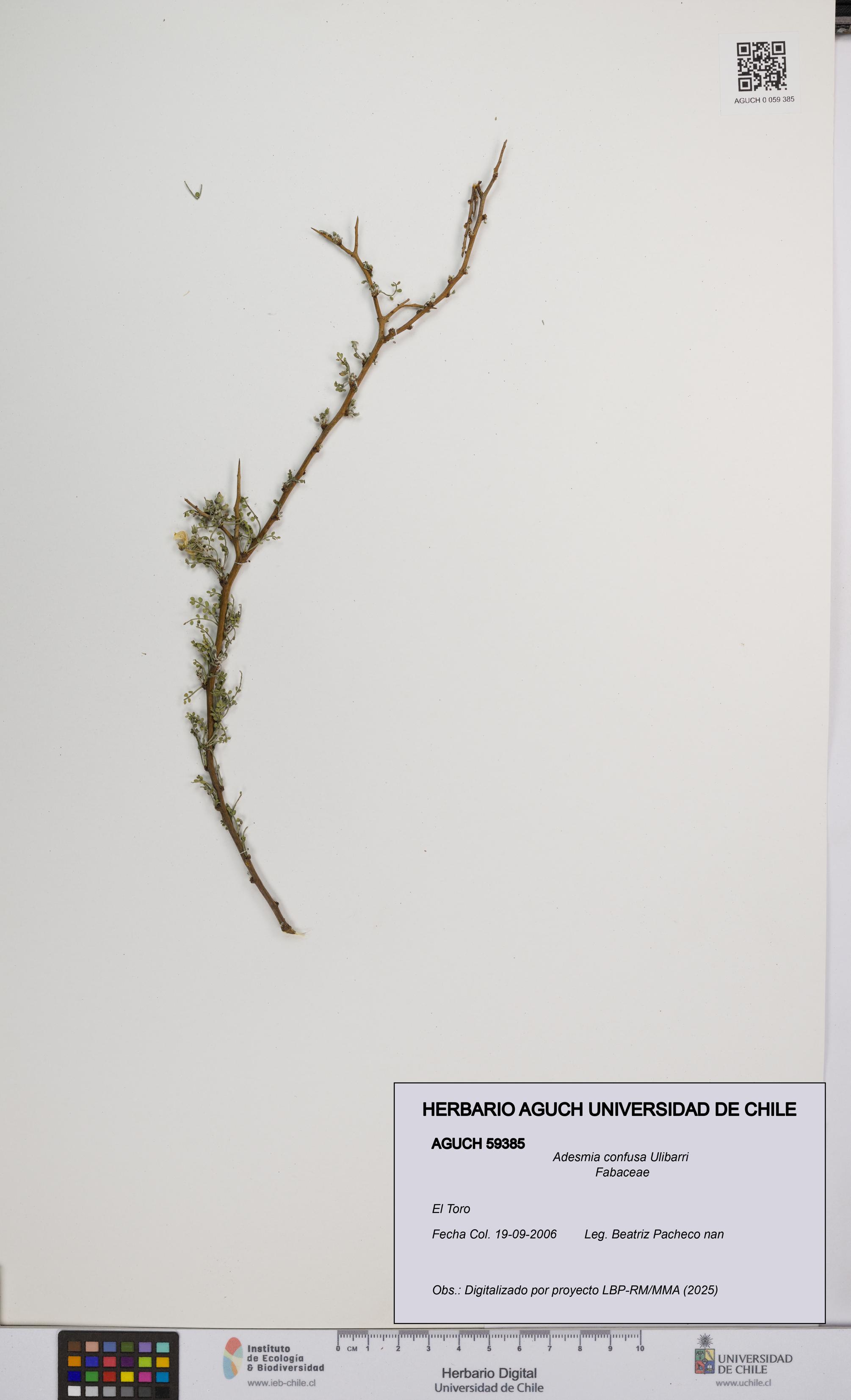 Adesmia confusa [Espécimen: UCH:AGUCH:0059385]