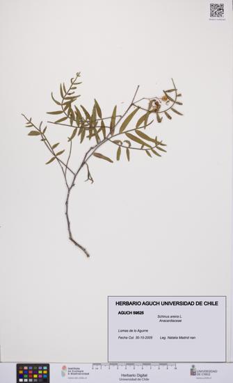 Schinus areira [Espécimen: UCH:AGUCH:0059525]