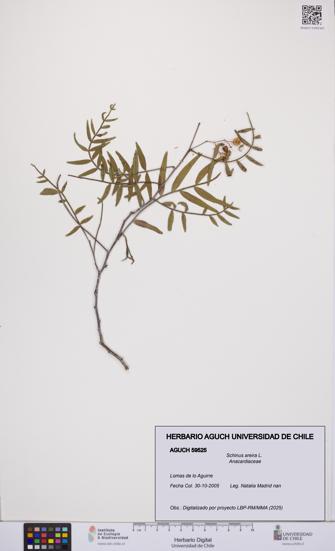 Schinus areira [Espécimen: UCH:AGUCH:0059525]
