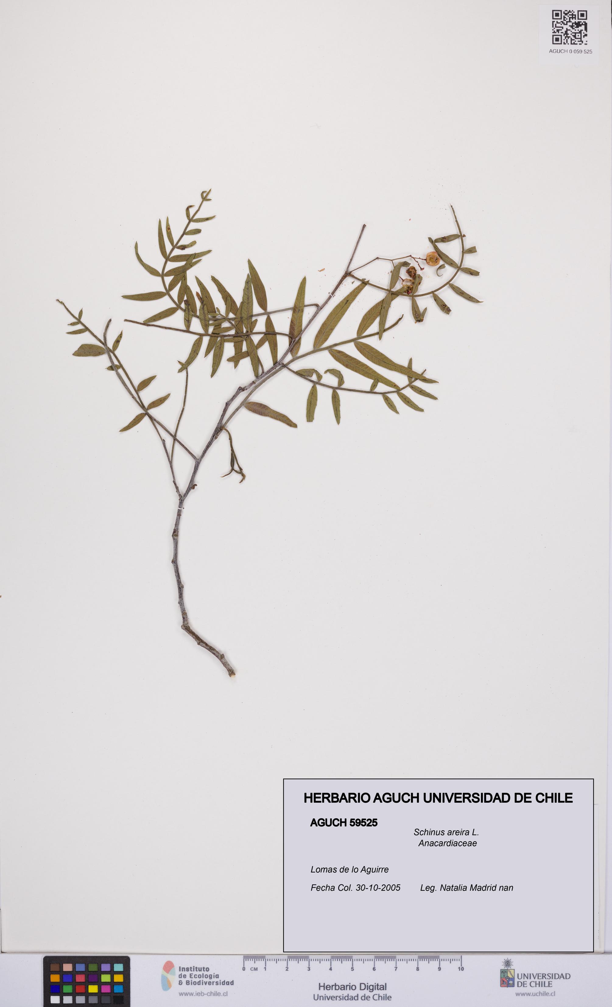 Schinus areira [Espécimen: UCH:AGUCH:0059525]