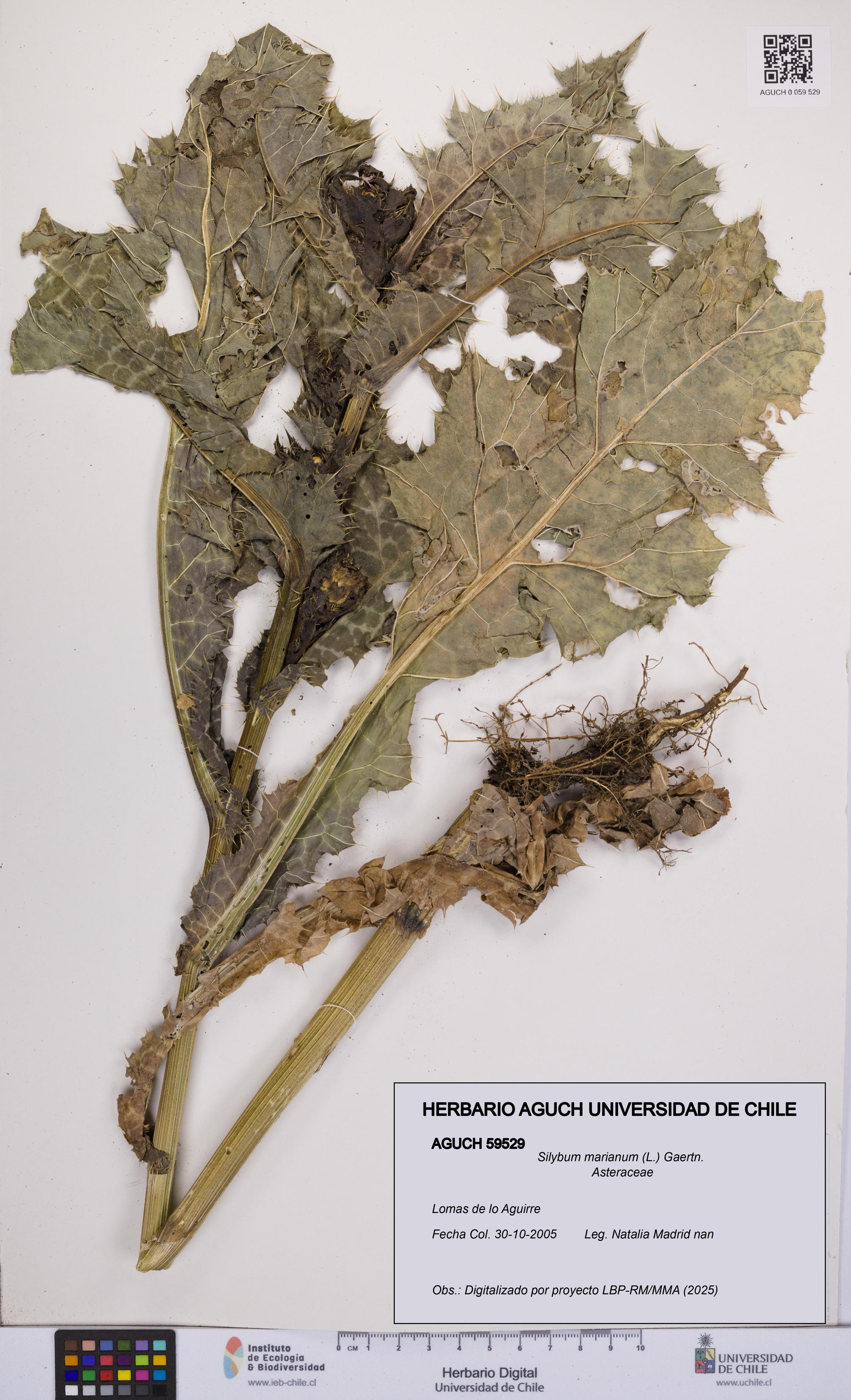Silybum marianum [Espécimen: UCH:AGUCH:0059529]