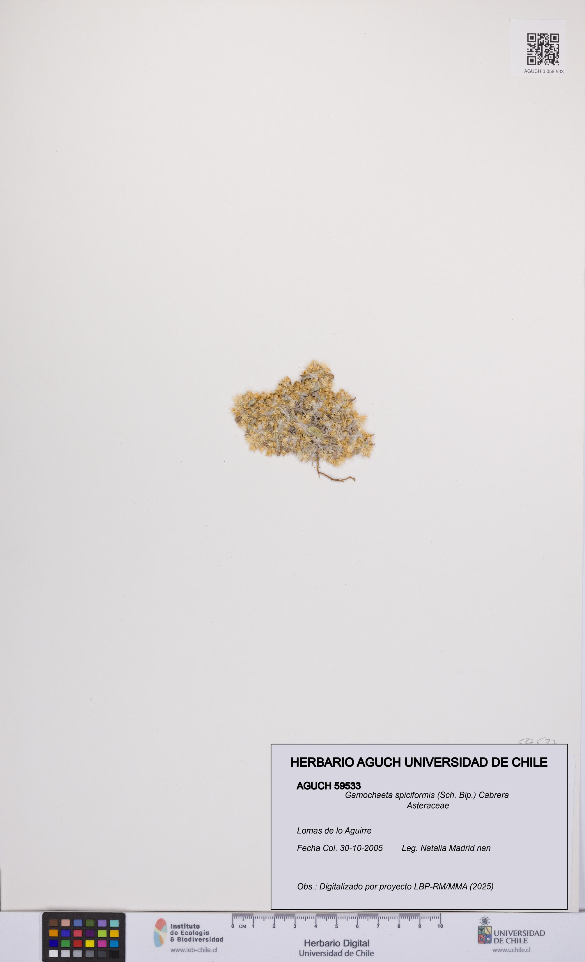 Gamochaeta spiciformis [Espécimen: UCH:AGUCH:0059533]