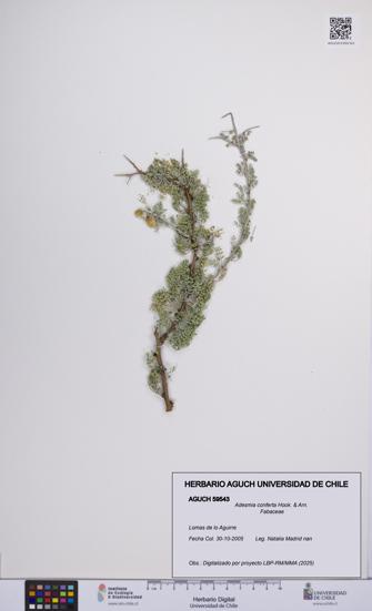 Adesmia conferta [Espécimen: UCH:AGUCH:0059543]