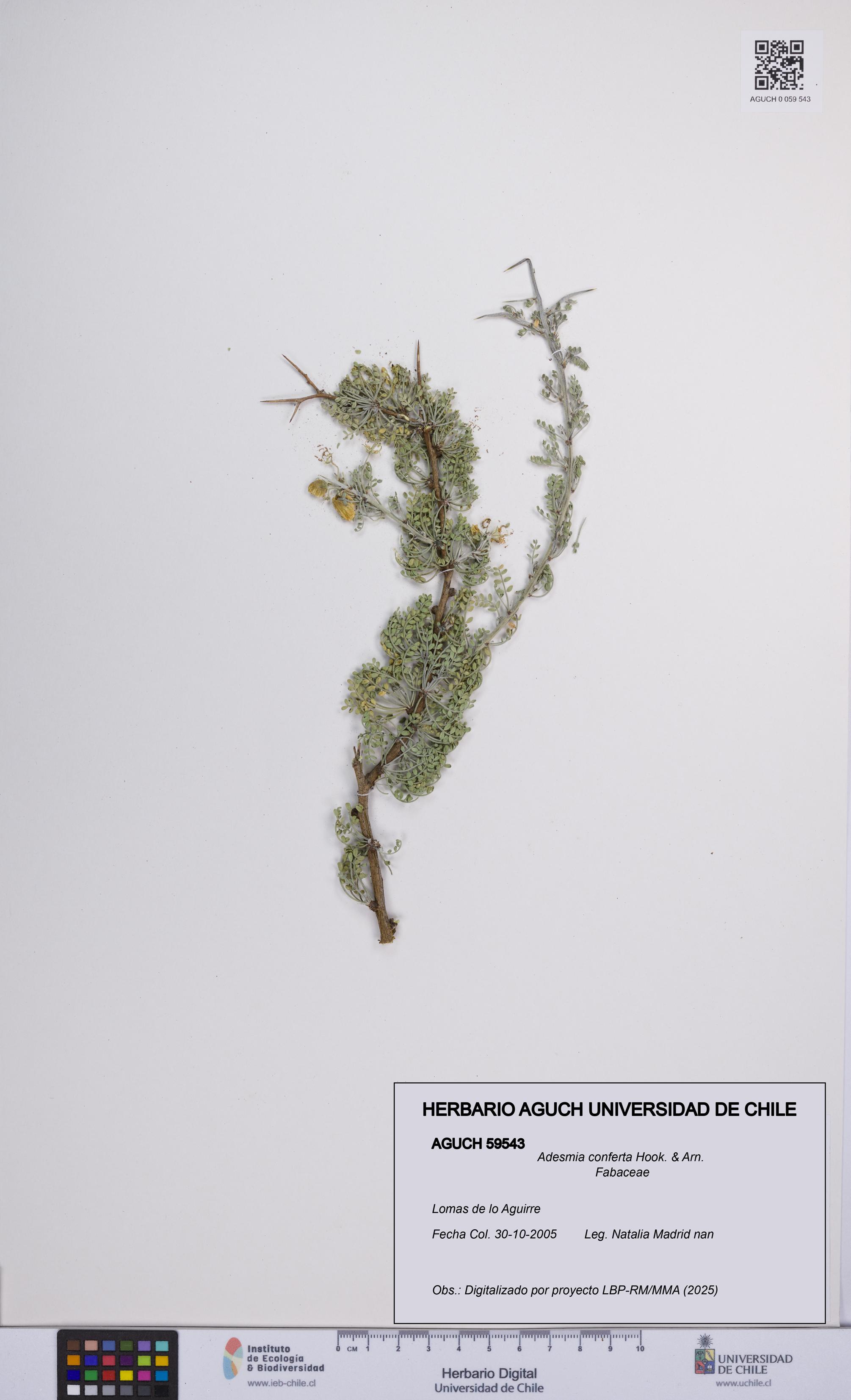 Adesmia conferta [Espécimen: UCH:AGUCH:0059543]