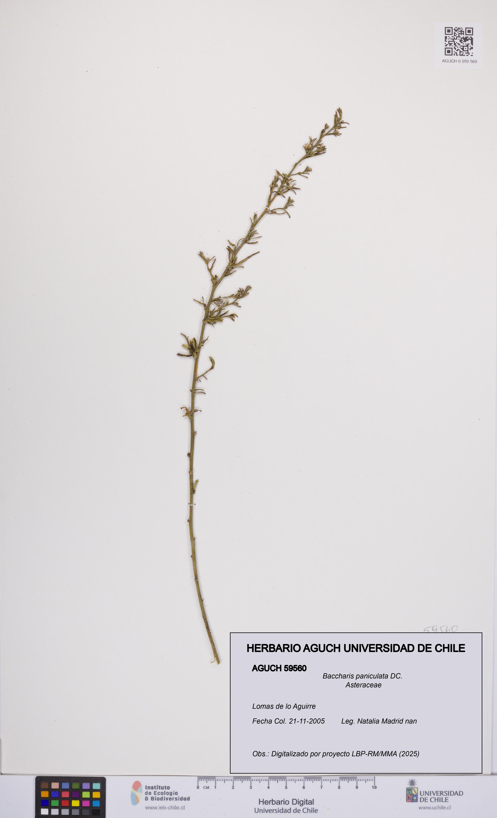 Baccharis paniculata [Espécimen: UCH:AGUCH:0059560]