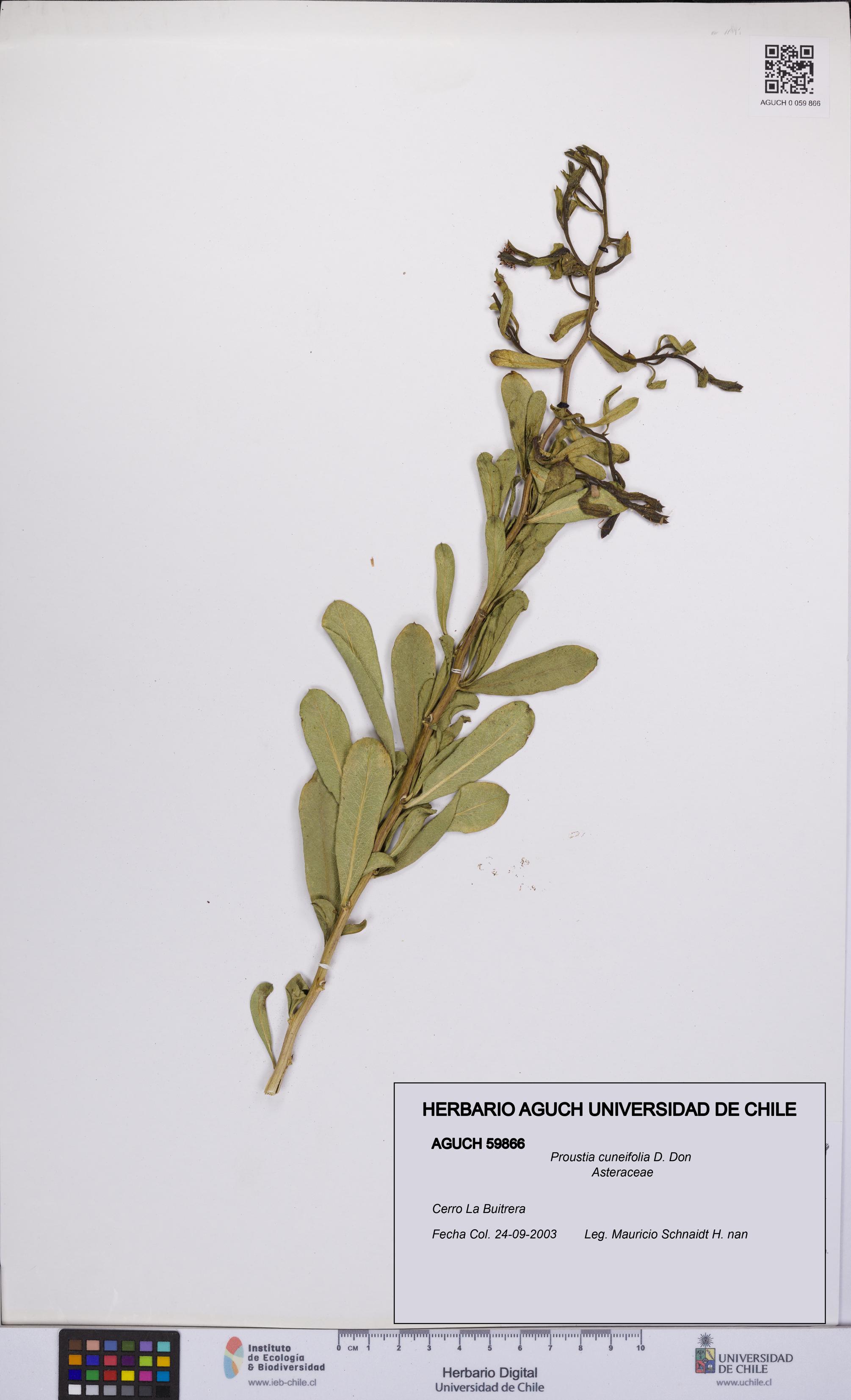 Proustia cuneifolia [Espécimen: UCH:AGUCH:0059866]