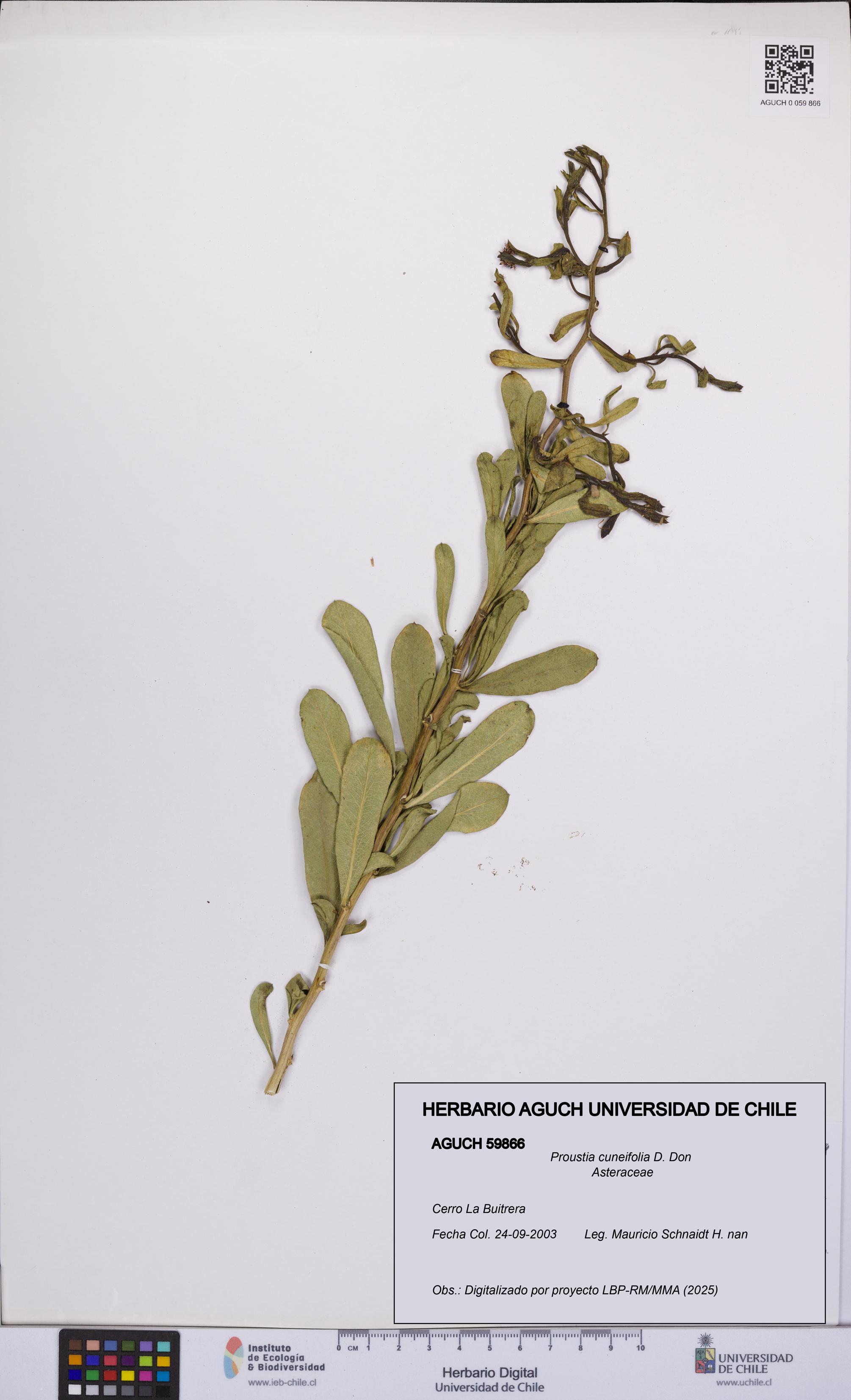 Proustia cuneifolia [Espécimen: UCH:AGUCH:0059866]