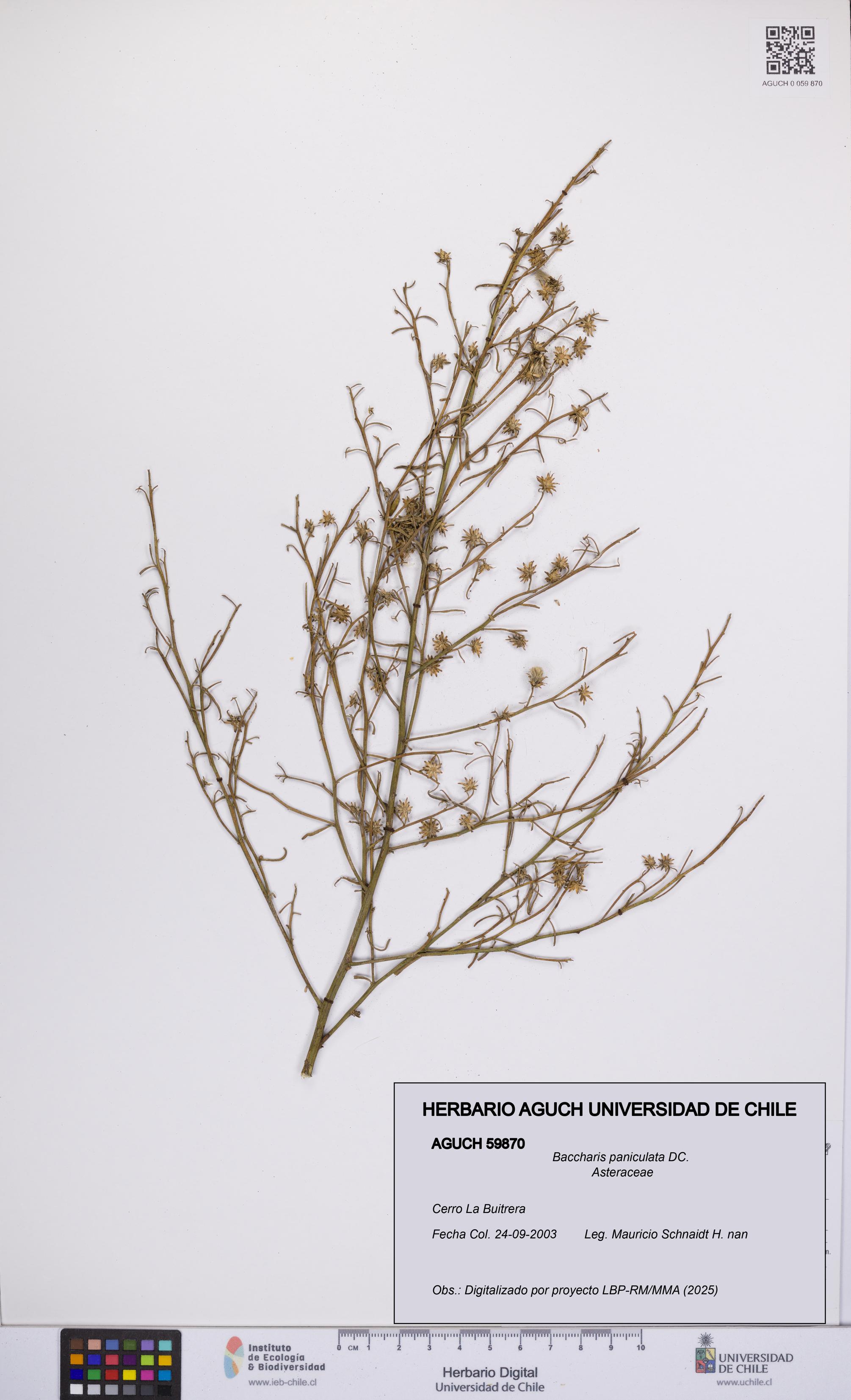 Baccharis paniculata [Espécimen: UCH:AGUCH:0059870]