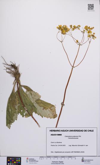 Calceolaria pratensis [Espécimen: UCH:AGUCH:0059883]