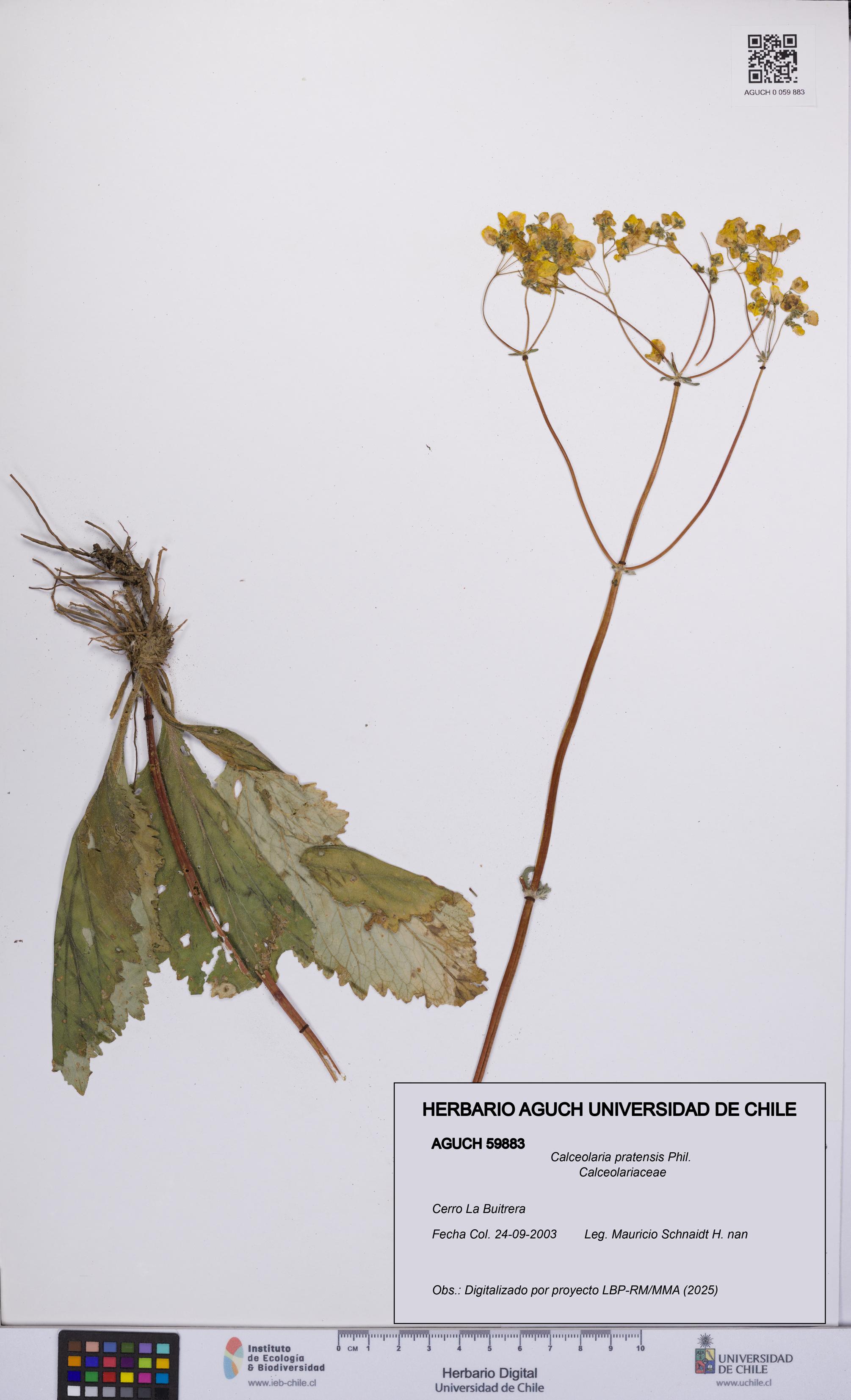 Calceolaria pratensis [Espécimen: UCH:AGUCH:0059883]