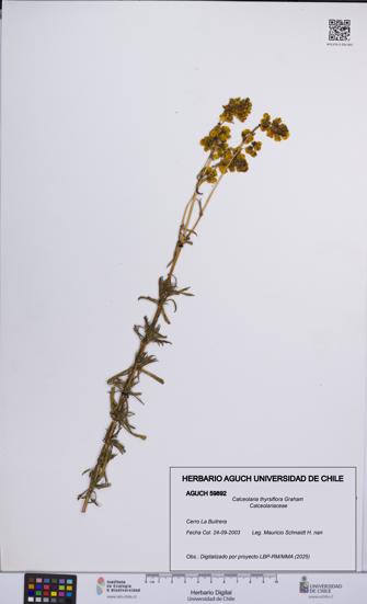 Calceolaria thyrsiflora [Espécimen: UCH:AGUCH:0059892]