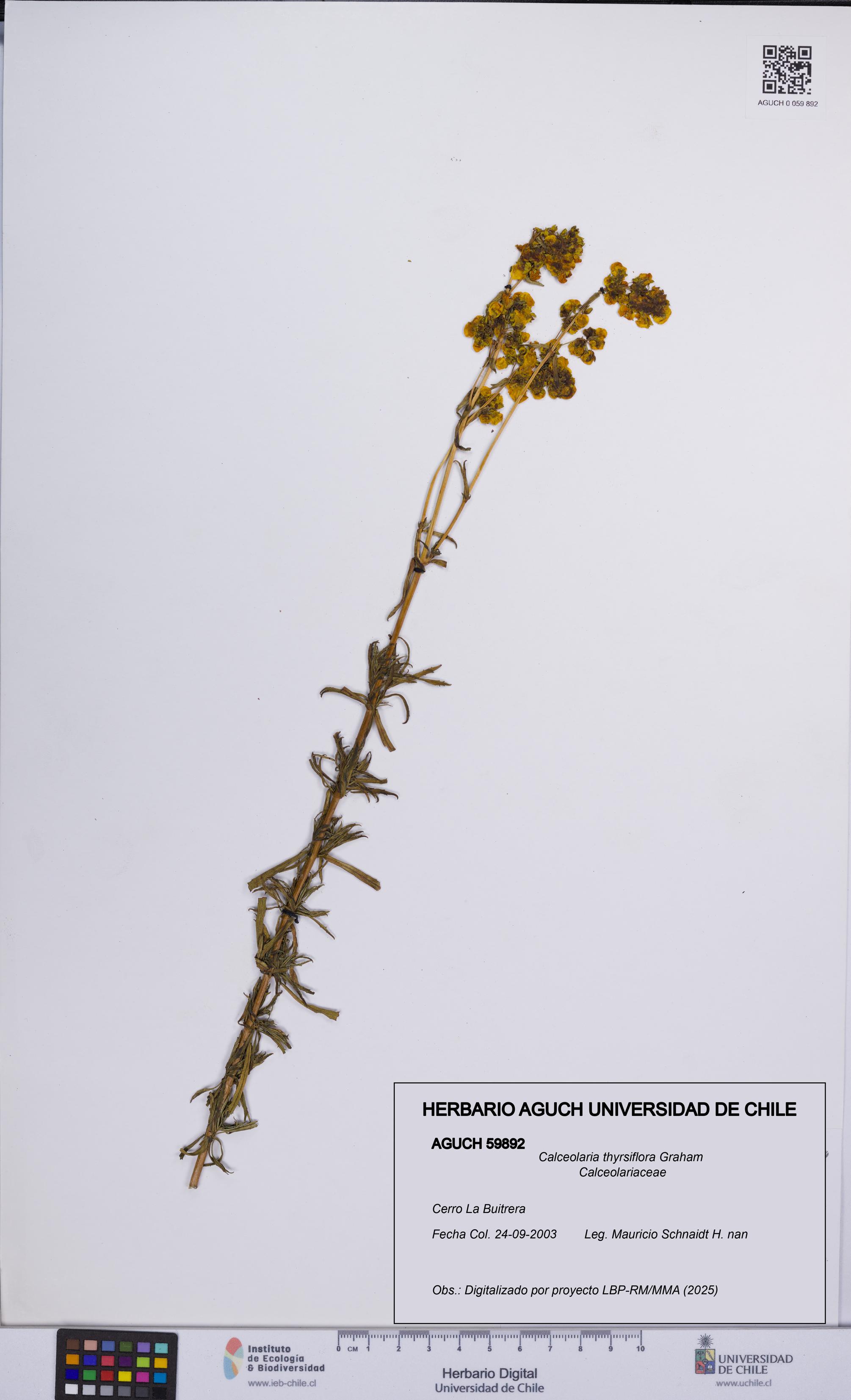 Calceolaria thyrsiflora [Espécimen: UCH:AGUCH:0059892]