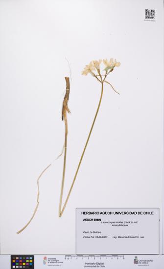 Leucocoryne ixioides [Espécimen: UCH:AGUCH:0059893]