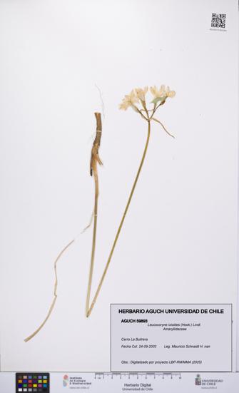 Leucocoryne ixioides [Espécimen: UCH:AGUCH:0059893]