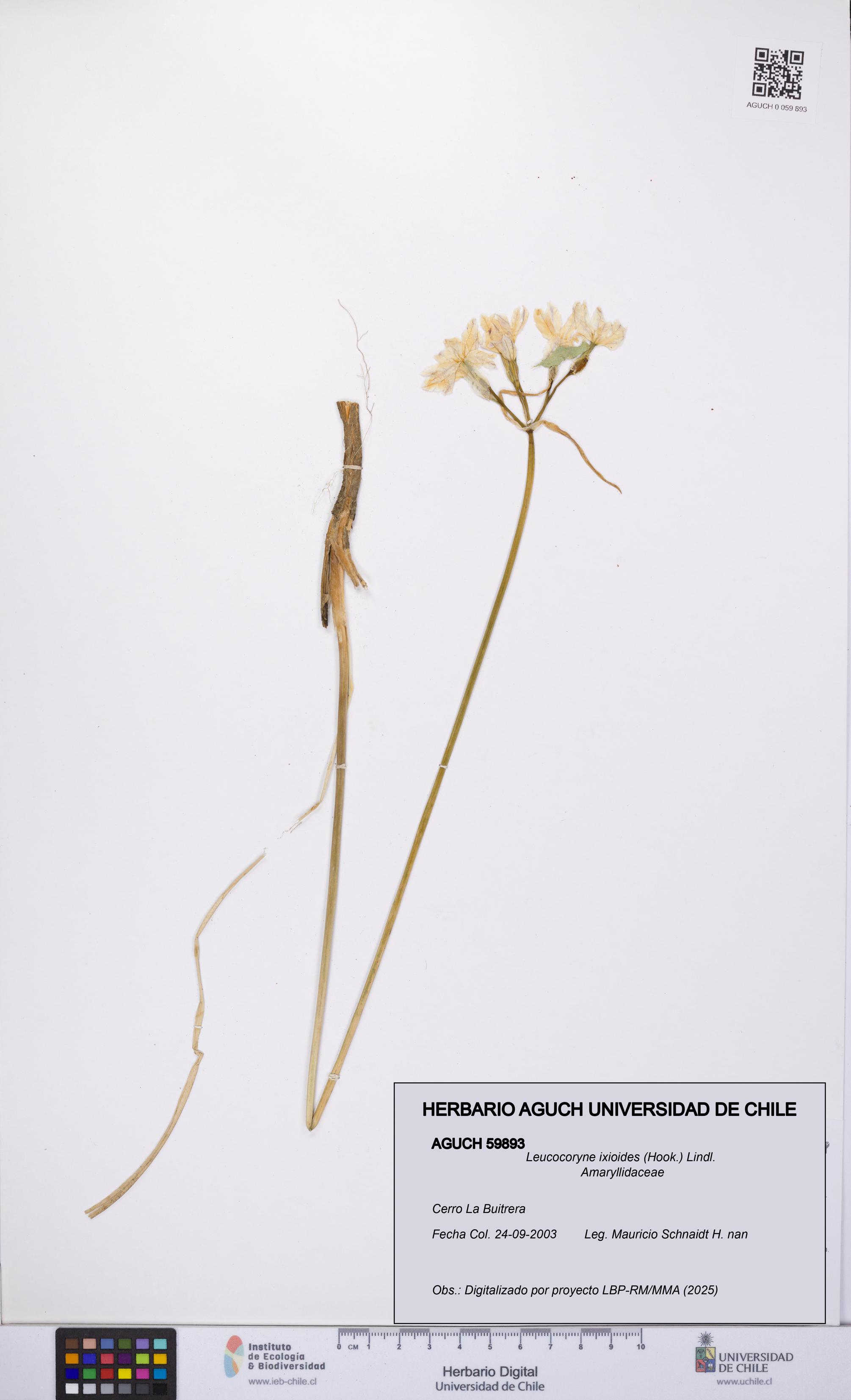 Leucocoryne ixioides [Espécimen: UCH:AGUCH:0059893]
