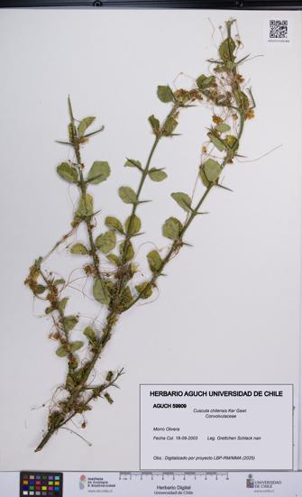Cuscuta chilensis [Espécimen: UCH:AGUCH:0059909]