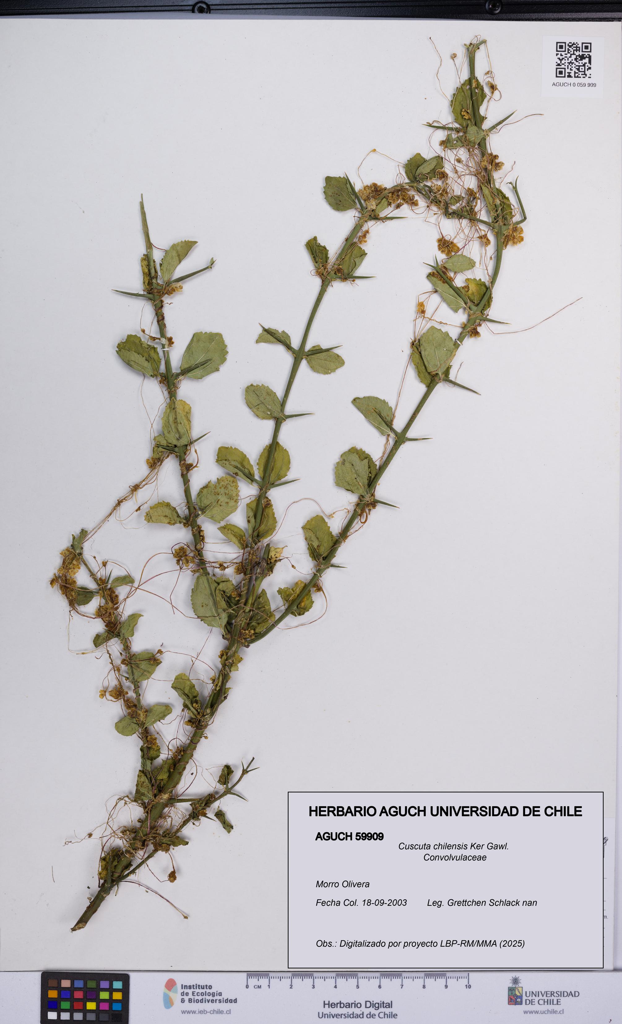 Cuscuta chilensis [Espécimen: UCH:AGUCH:0059909]