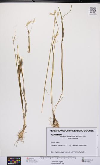 Tristagma bivalve [Espécimen: UCH:AGUCH:0059910]