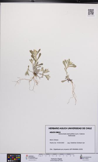 Gamochaeta stachydifolia [Espécimen: UCH:AGUCH:0059912]