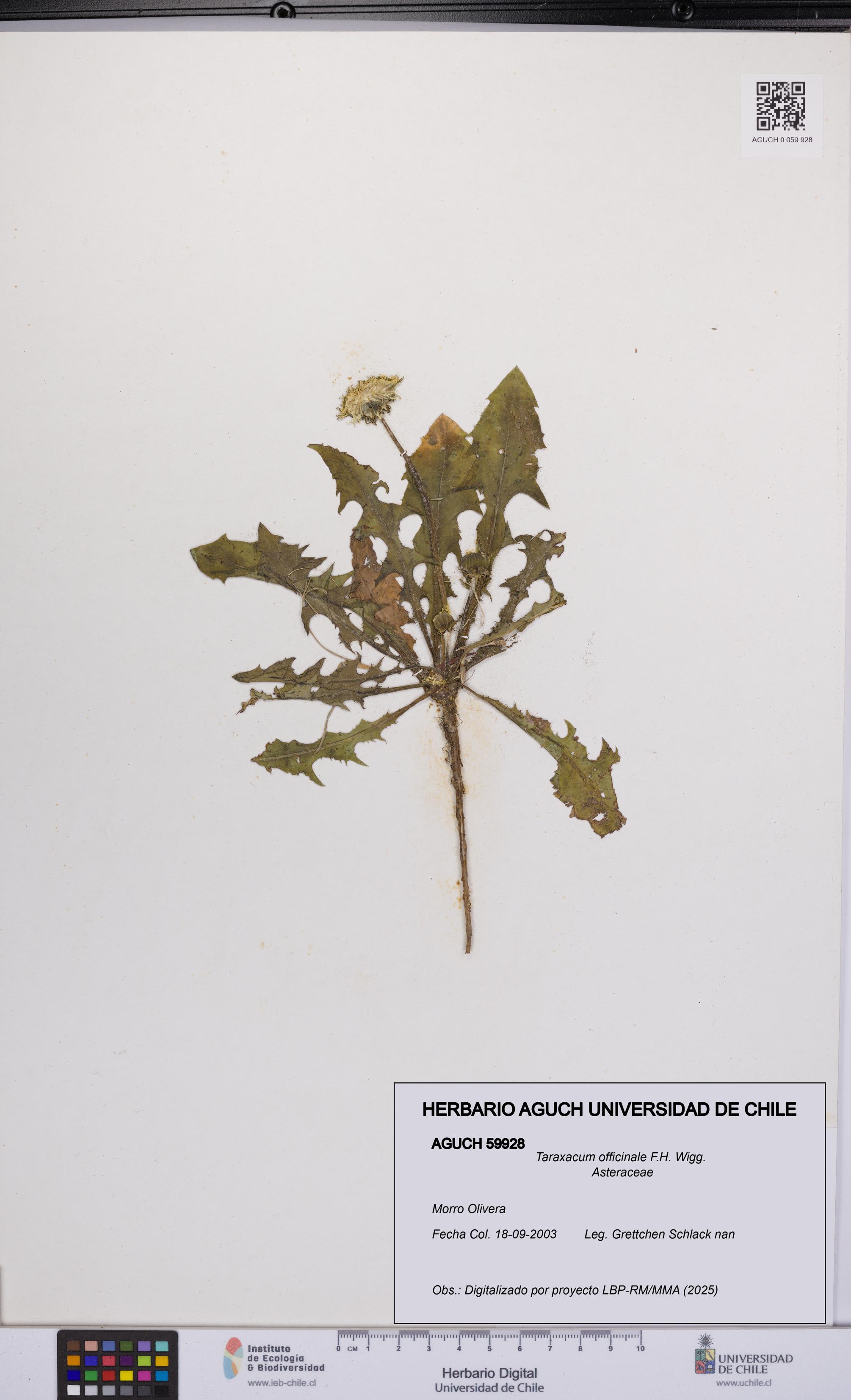 Taraxacum officinale [Espécimen: UCH:AGUCH:0059928]