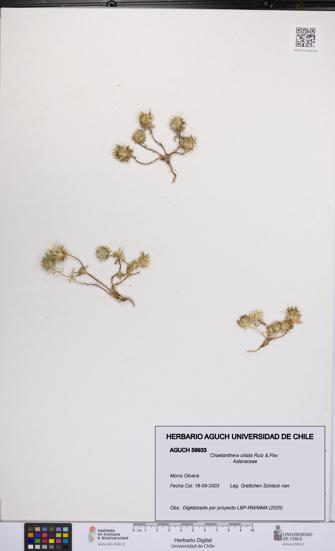 Chaetanthera ciliata [Espécimen: UCH:AGUCH:0059933]