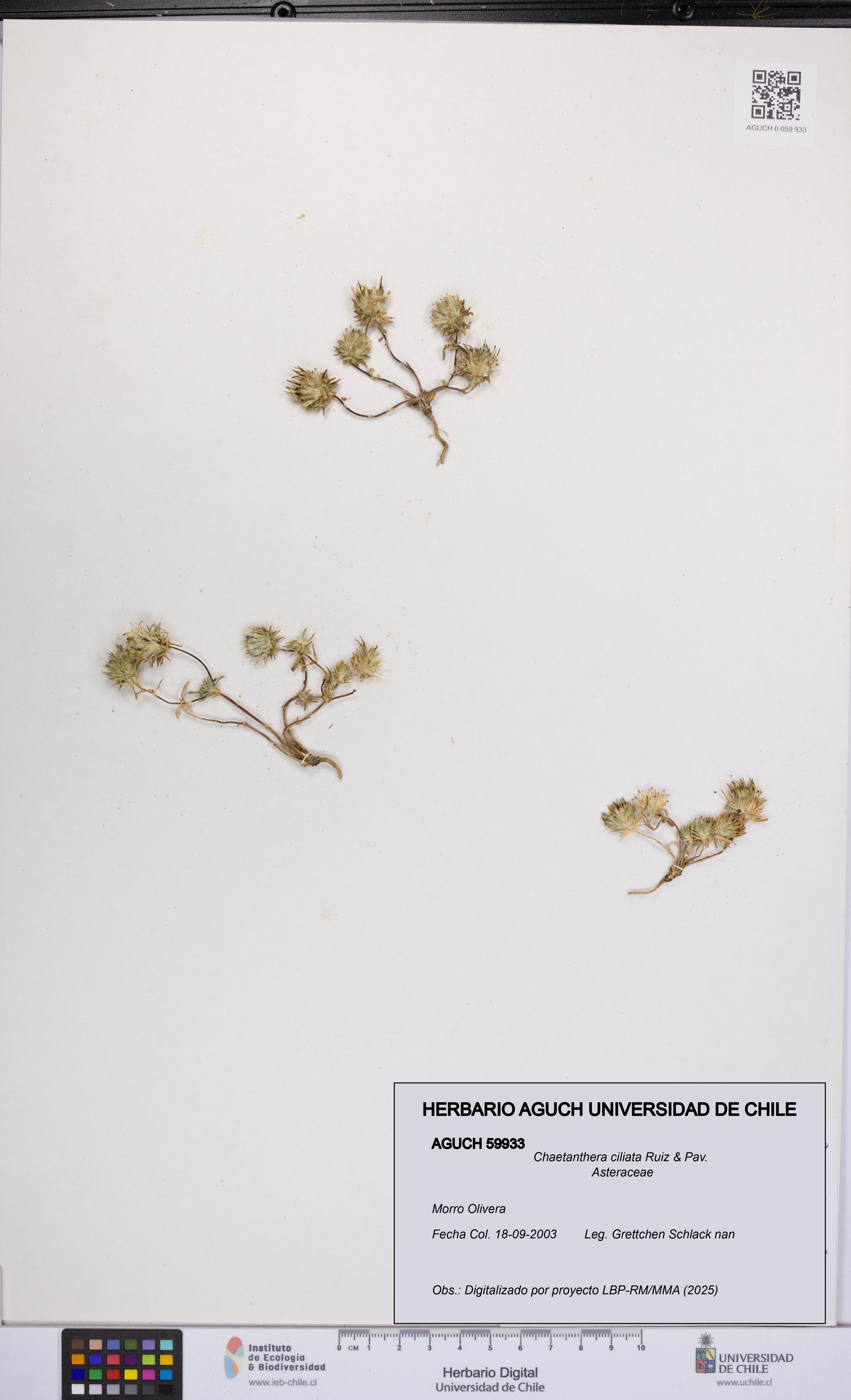 Chaetanthera ciliata [Espécimen: UCH:AGUCH:0059933]