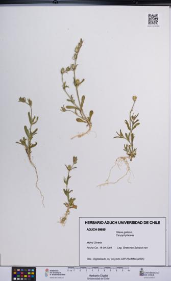 Silene gallica [Espécimen: UCH:AGUCH:0059935]
