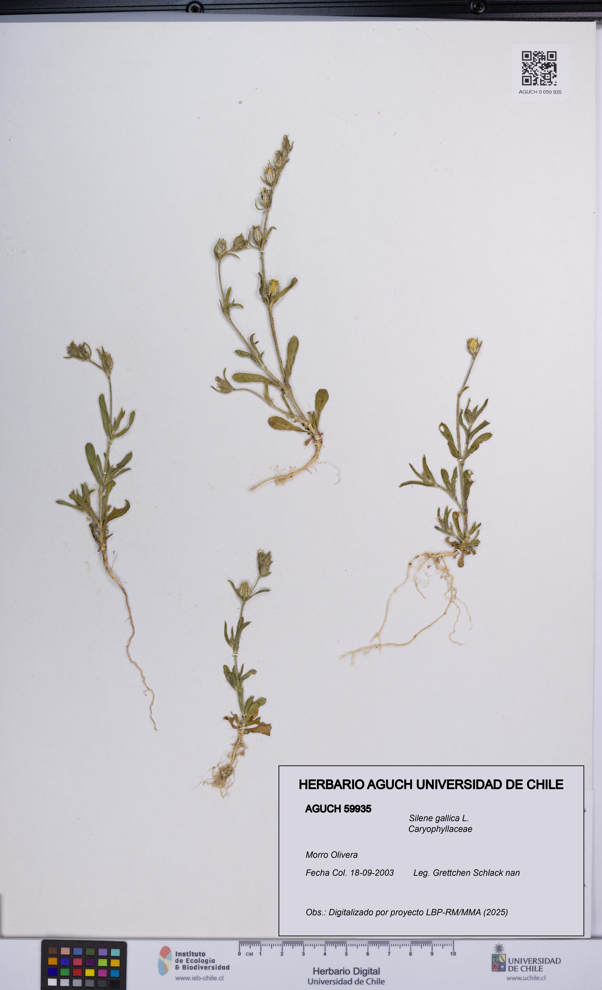 Silene gallica [Espécimen: UCH:AGUCH:0059935]