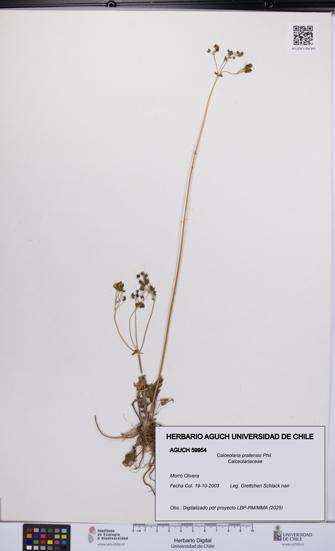 Calceolaria pratensis [Espécimen: UCH:AGUCH:0059954]